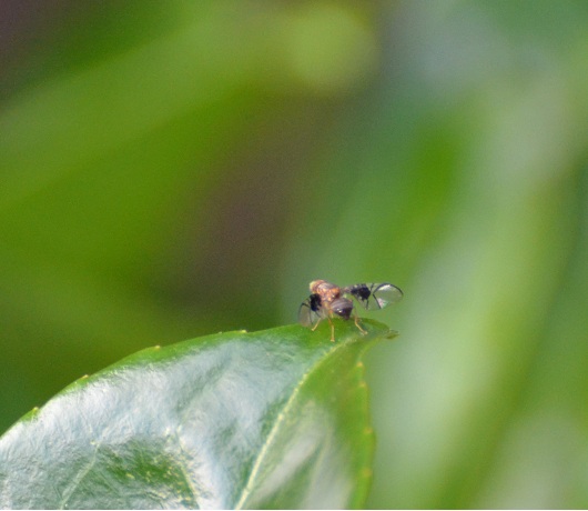 ID mosca 